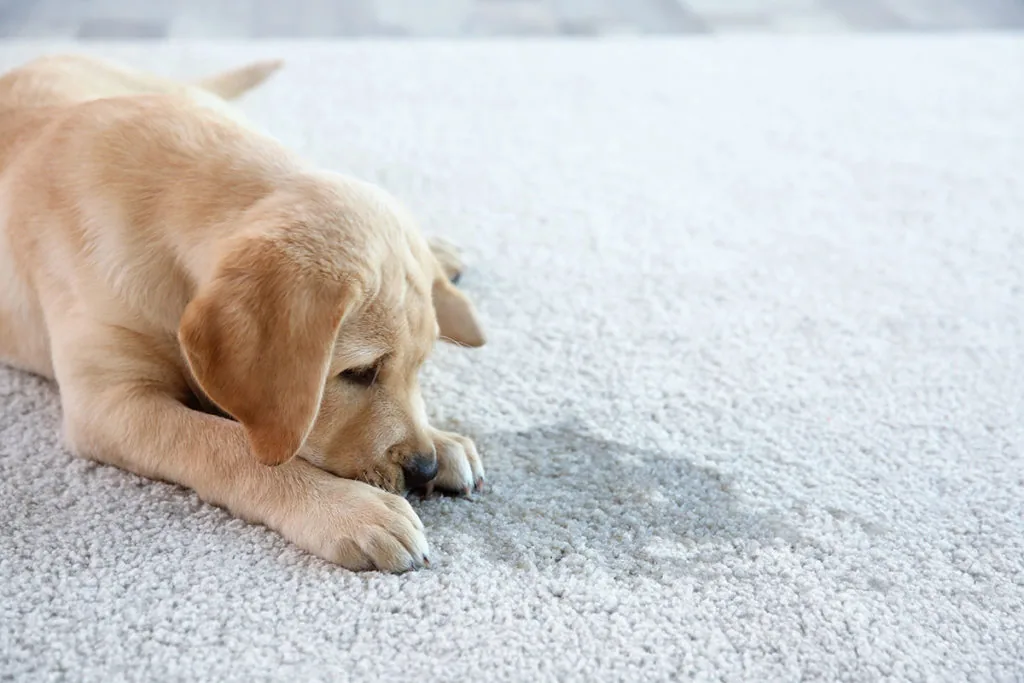 Pet stain and odor removal by Shiny Carpet Cleaning